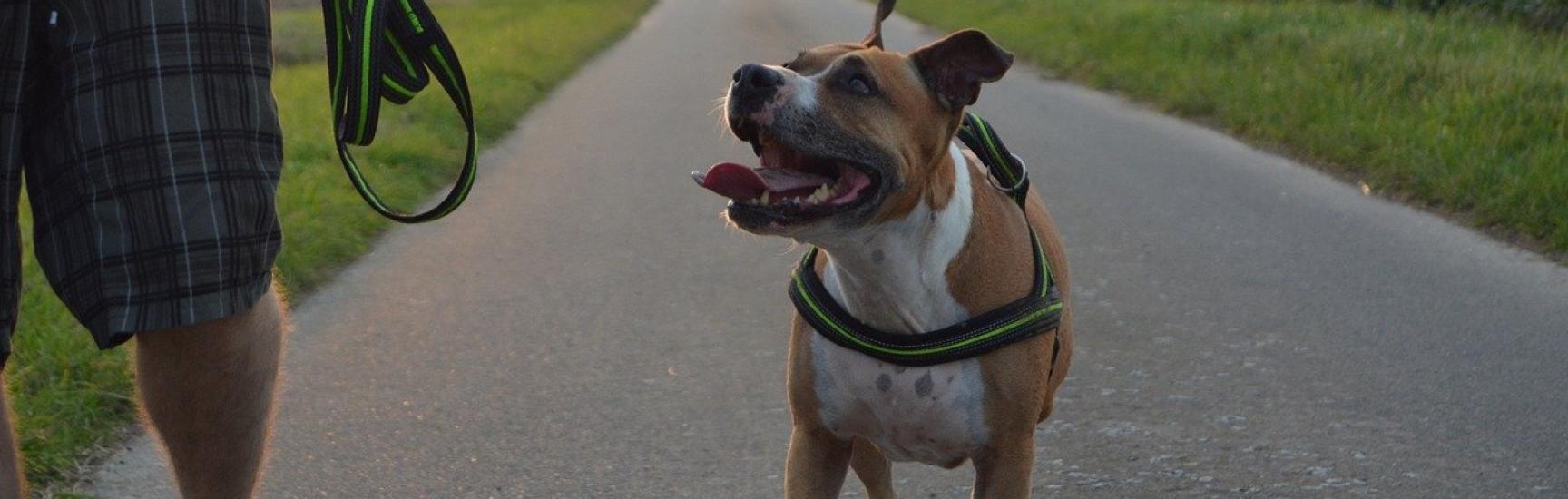 What To Know About Home Insurance That Cover Pitbulls Surex