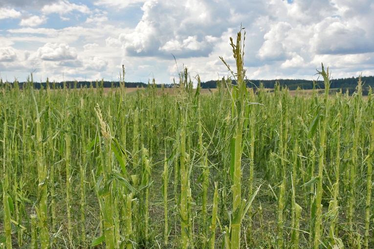 "Grass in field"