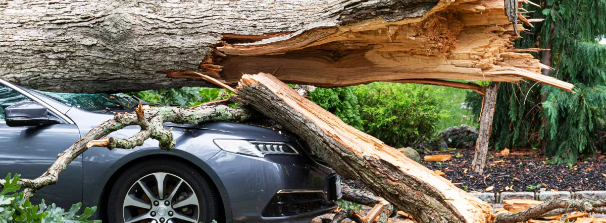 Tree on car