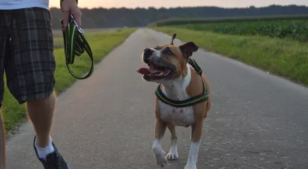 home insurance that covers pitbulls 